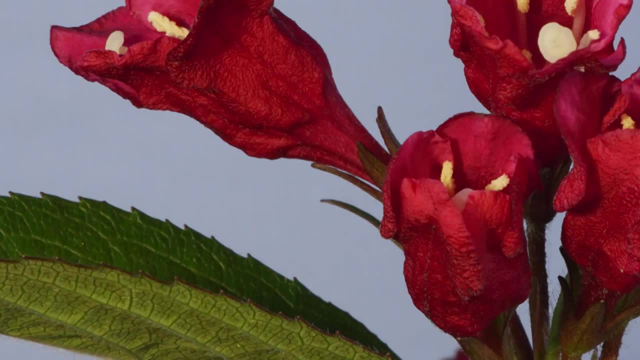 锦带花开花延时摄影视频素材