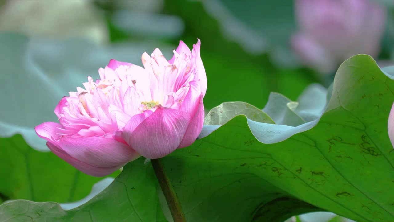 夏日节气荷花池里盛开朵朵美丽荷花阵阵淡雅的荷花清香也随风飘来荷香醉人蓬蓬勃勃千姿百态洁白无暇随风起舞视频素材