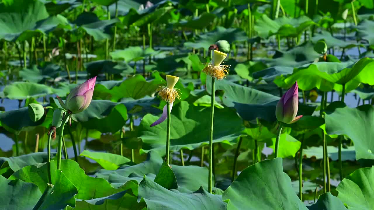 荷花中景视频素材