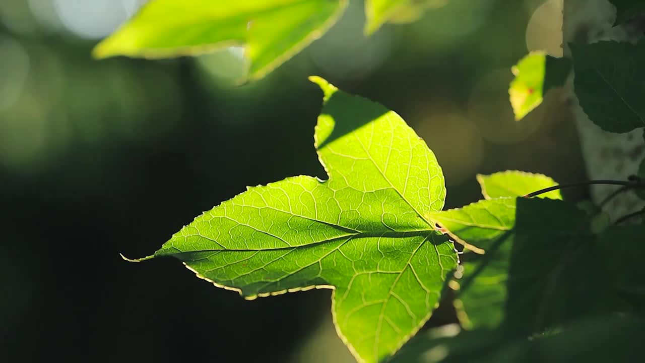 阳光透过树林照射在树叶上视频素材