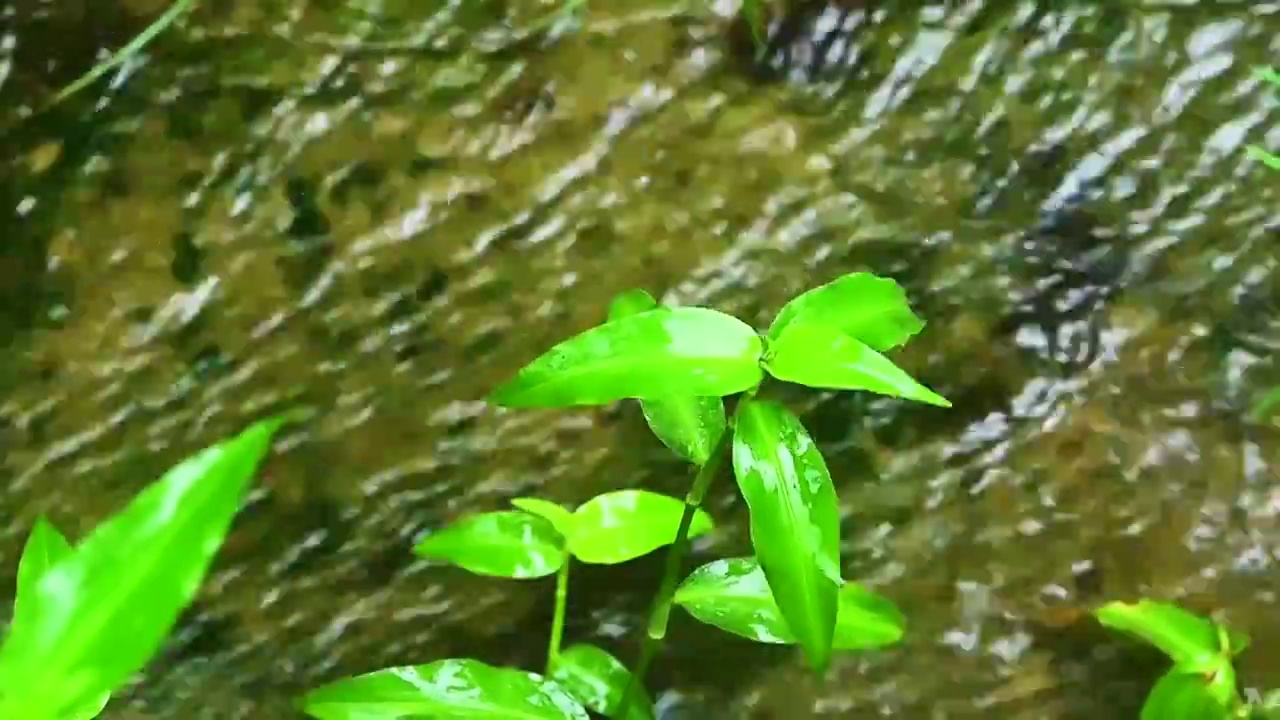 小溪流水小瀑布飞溅水花视频素材