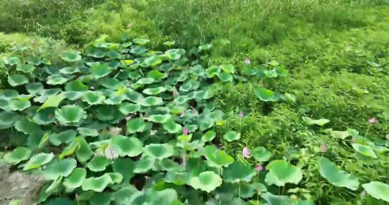 北京怀柔水库夏天荷花航拍视频素材