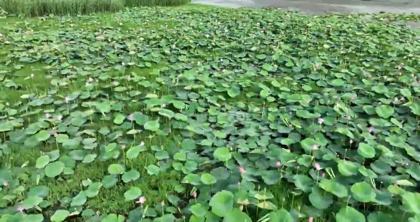 北京怀柔水库夏天荷花航拍视频素材