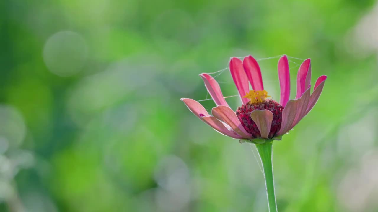 逆光 百日菊 特写 绿色 背景视频素材