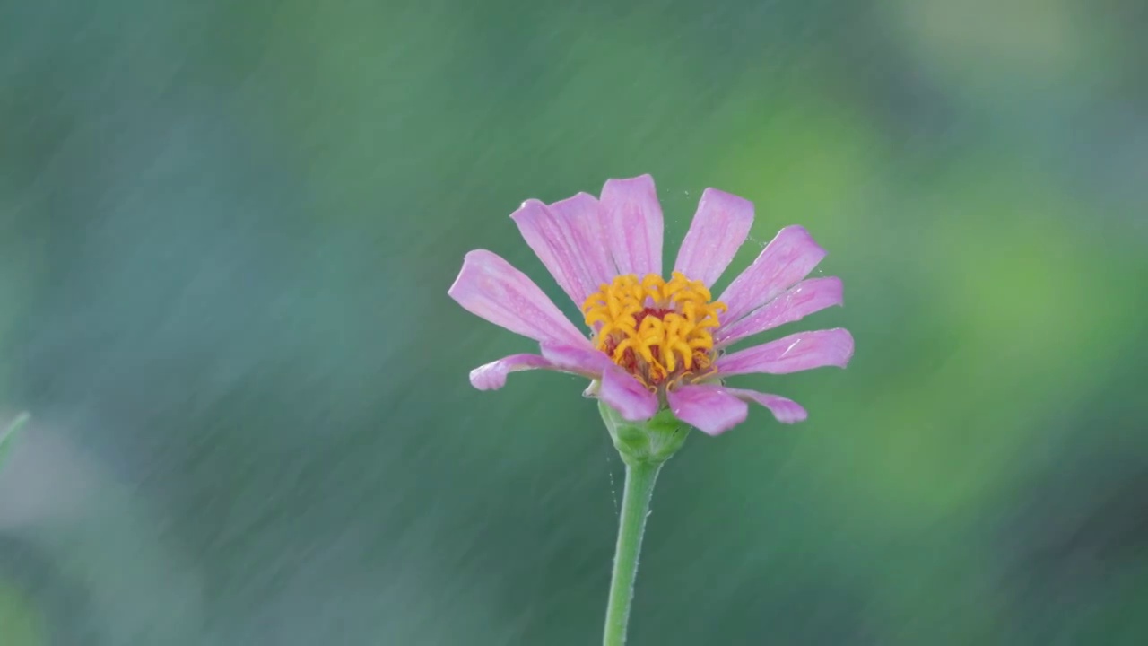 逆光 百日菊 特写 绿色 背景视频素材