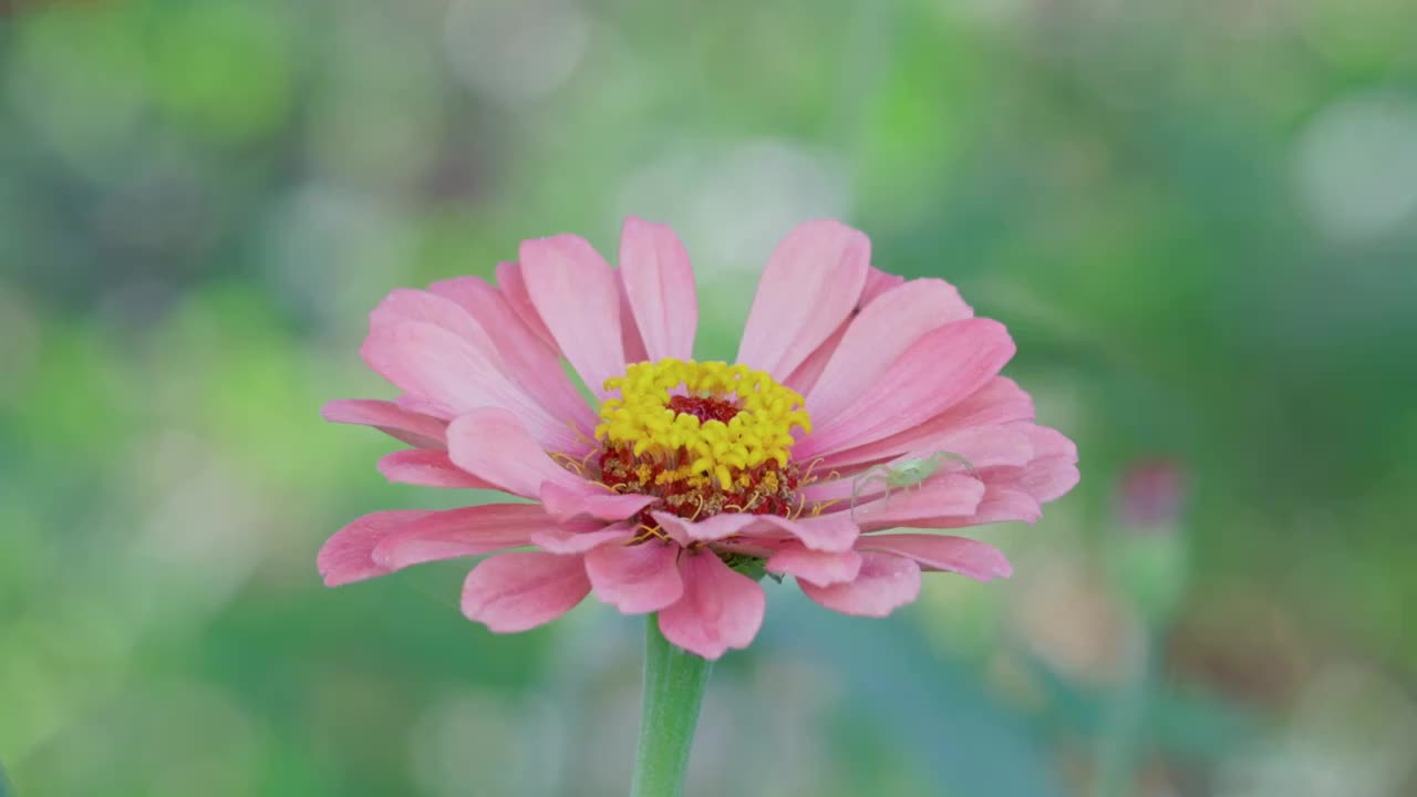 逆光 百日菊 特写 绿色 背景视频素材