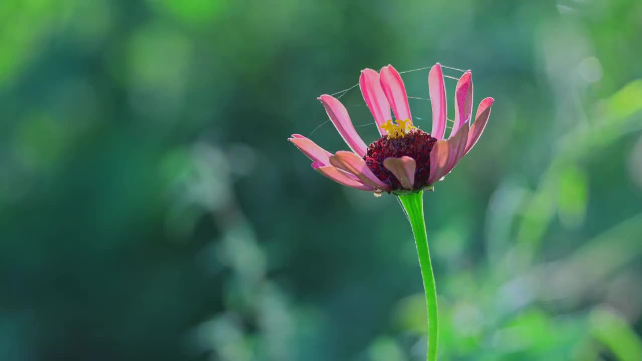 逆光 百日菊 特写 绿色 背景视频素材