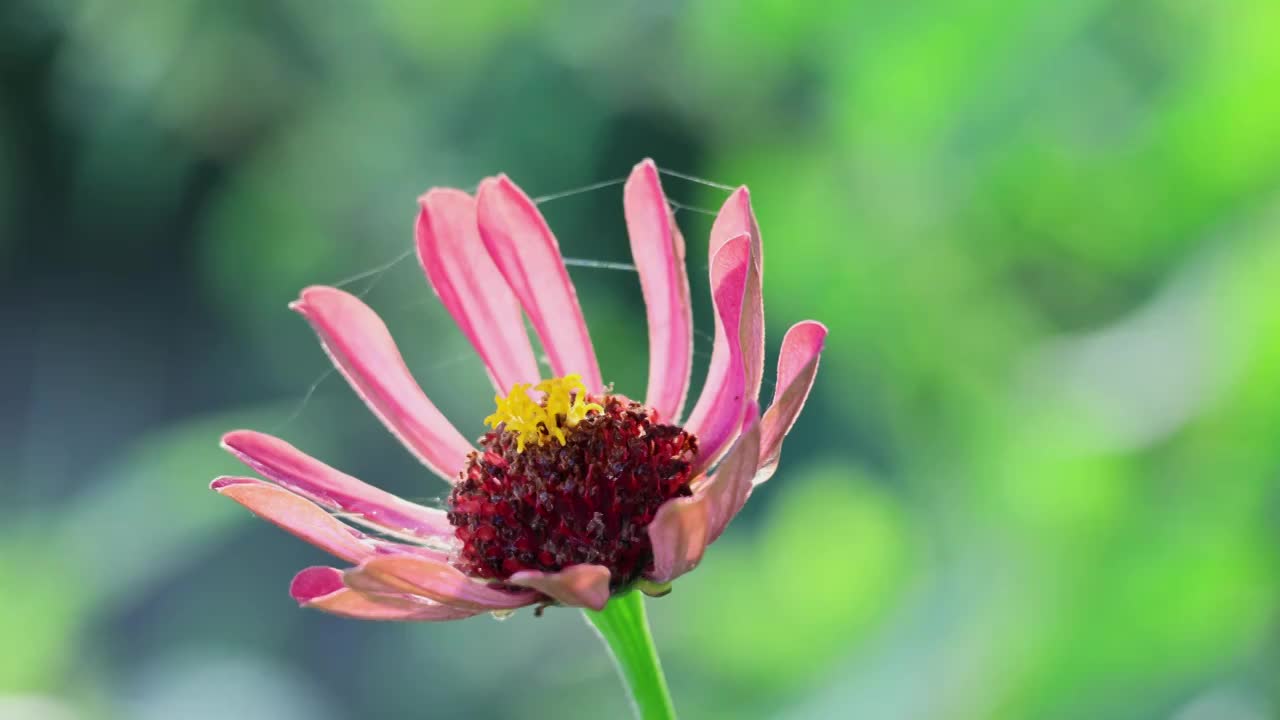 逆光 百日菊 特写 绿色 背景视频素材