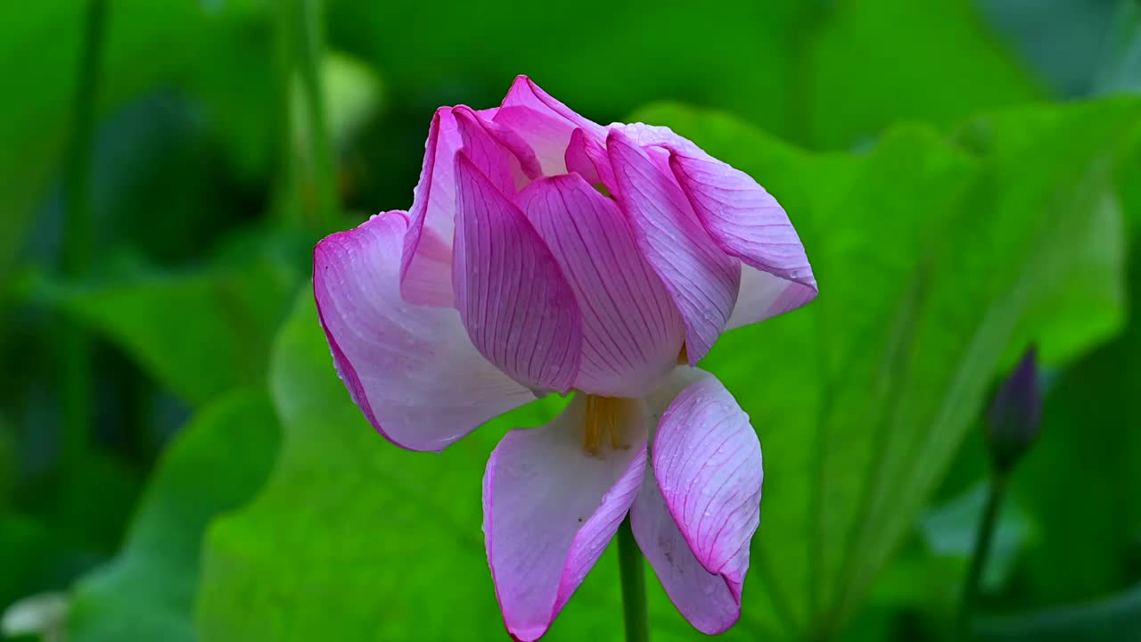 荷花视频素材