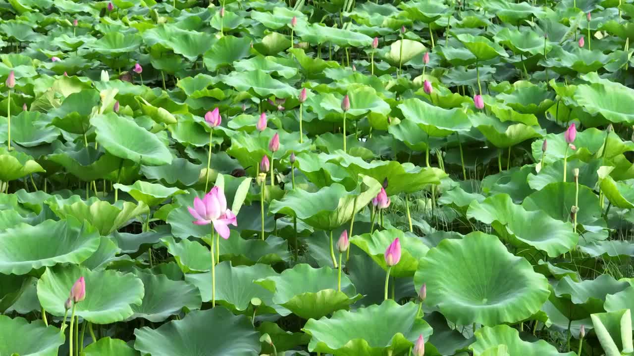 北京怀柔水库夏天荷花航拍视频素材