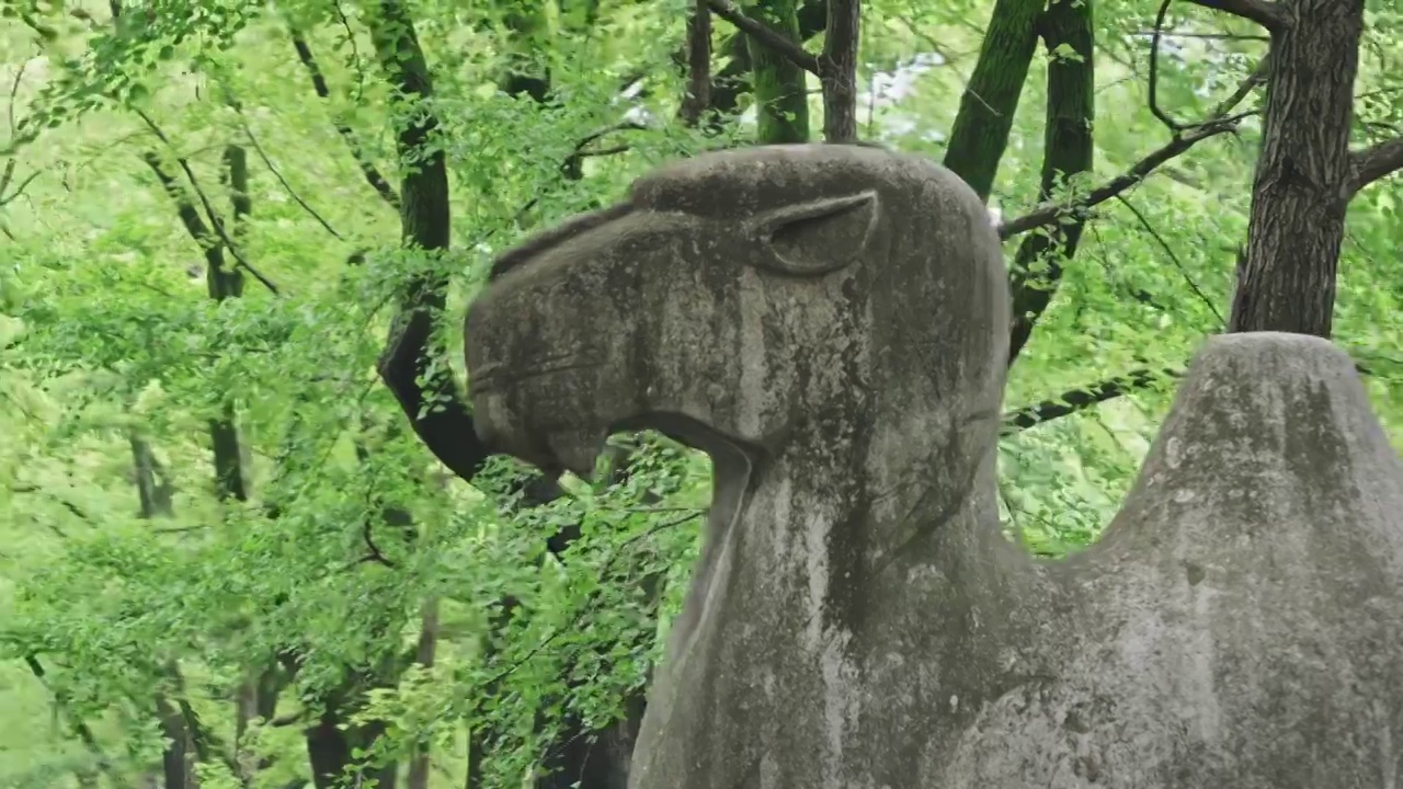 夏天绿意盎然的南京明孝陵石象路神道视频素材