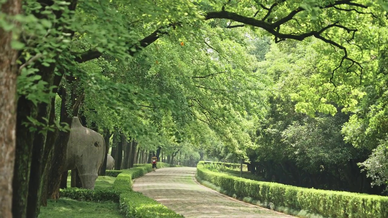 夏天南京明孝陵景区郁郁葱葱视频素材