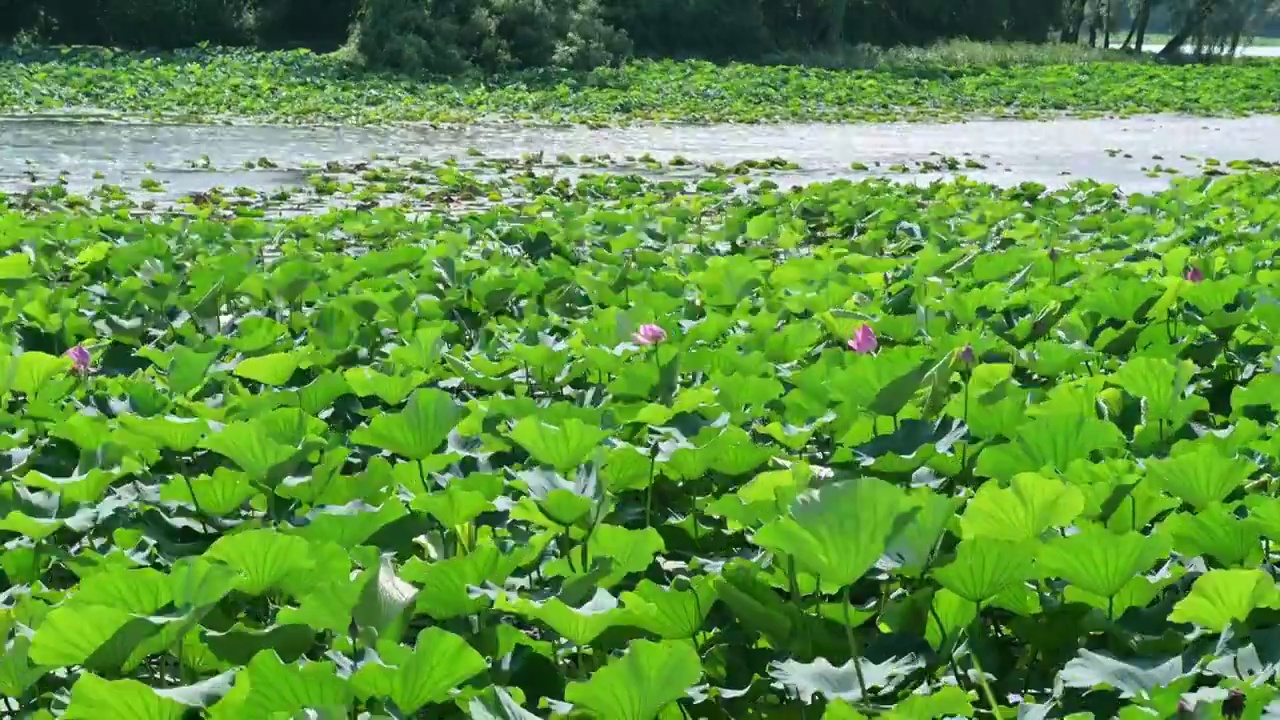 夏日荷塘随风摇摆视频素材