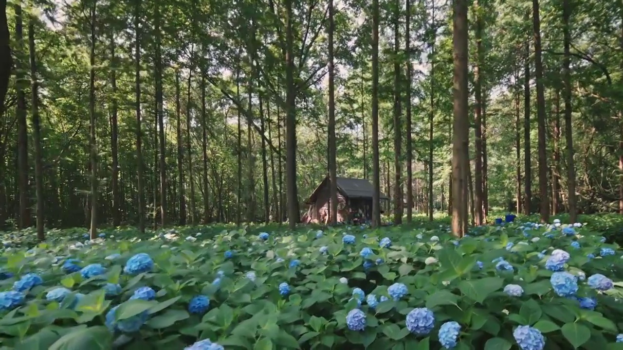 夏天南京紫金山树林中的无尽夏盛开视频素材