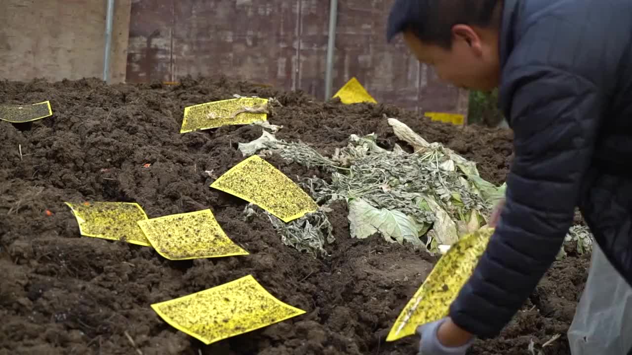 近景 农民整理肥料 除虫 牛粪 绿色农业视频下载