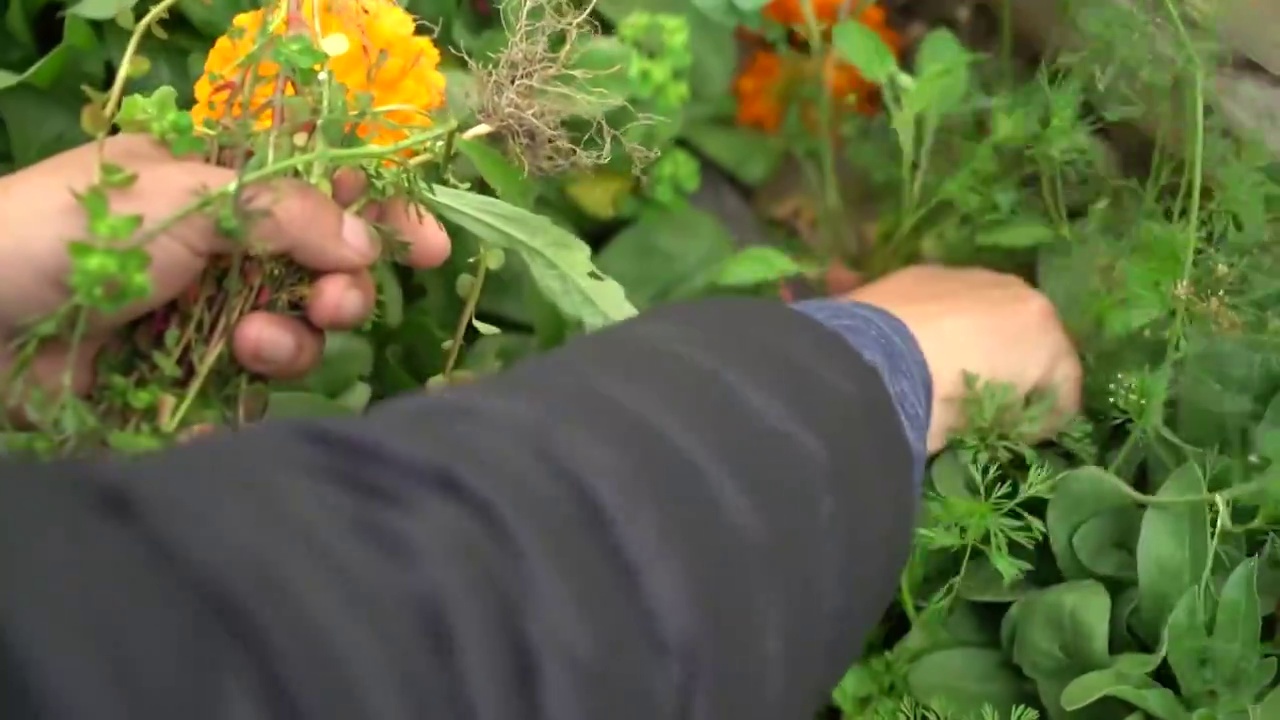 在一片郁郁葱葱中拔草  整理花圃 农民 务农视频下载