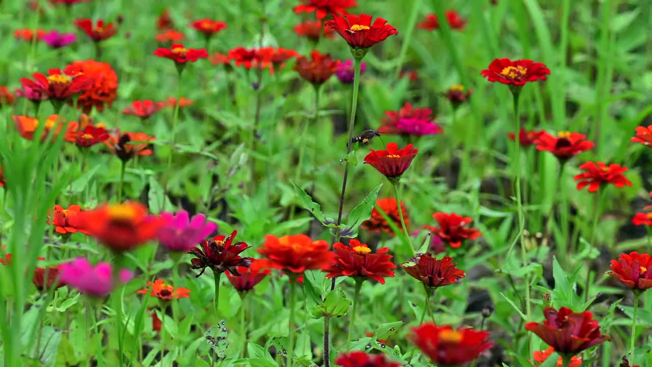 蜂鸟视频素材