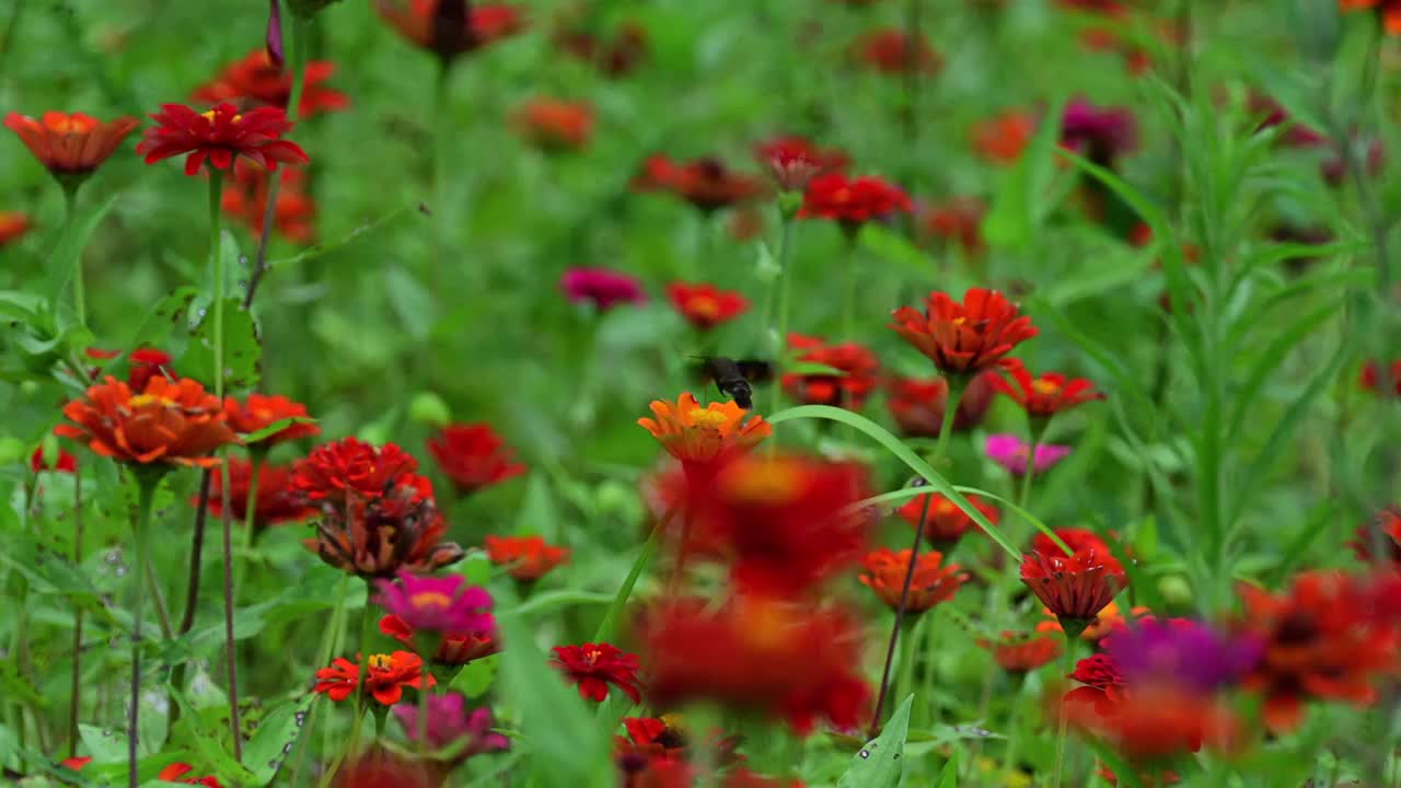 蜜蜂采蜜视频素材