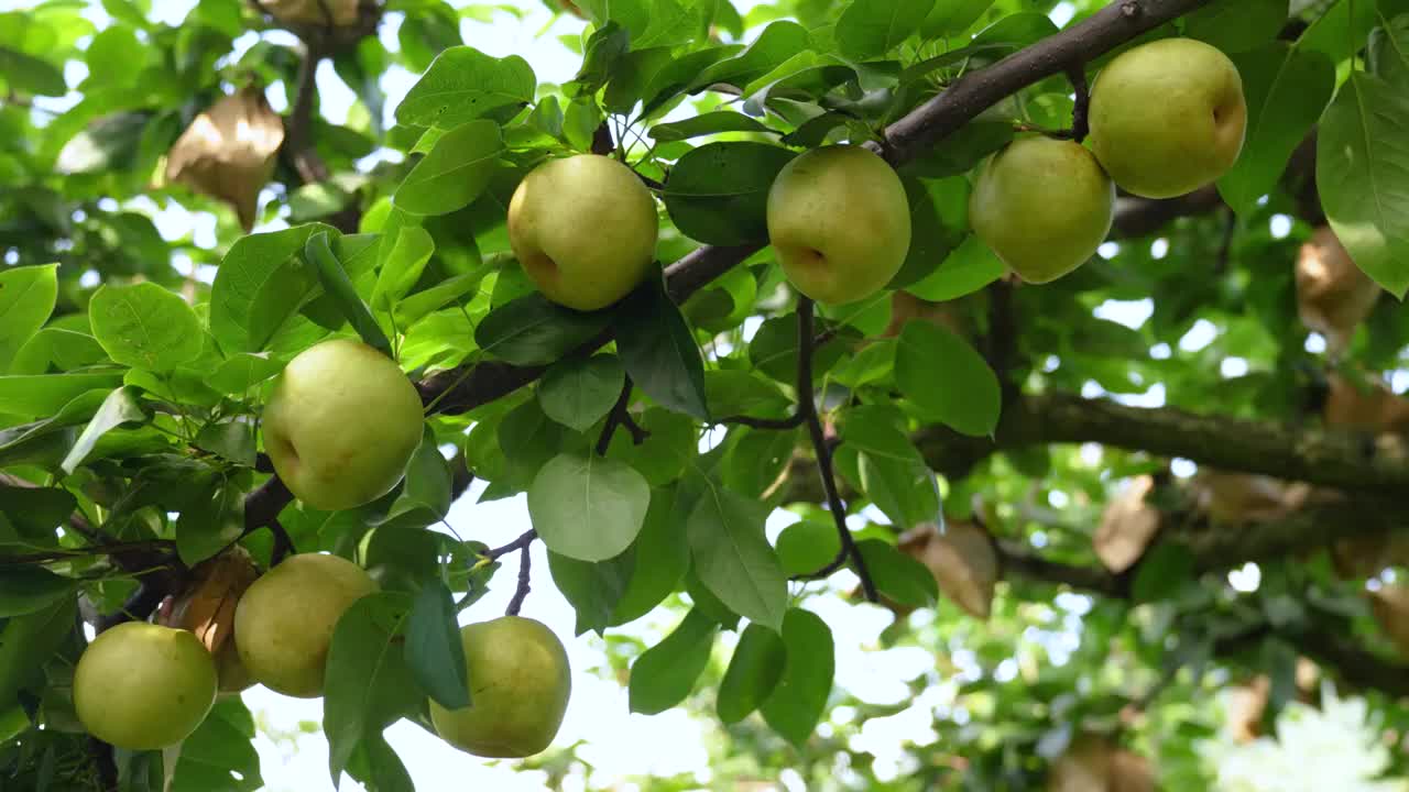 黄花梨挂在树枝上子园采摘成熟丰收乡村振兴视频素材