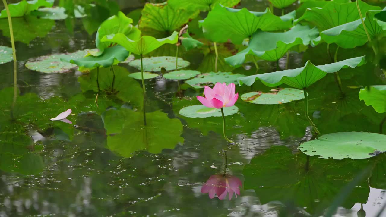 公园里的荷花 蜻蜓视频素材