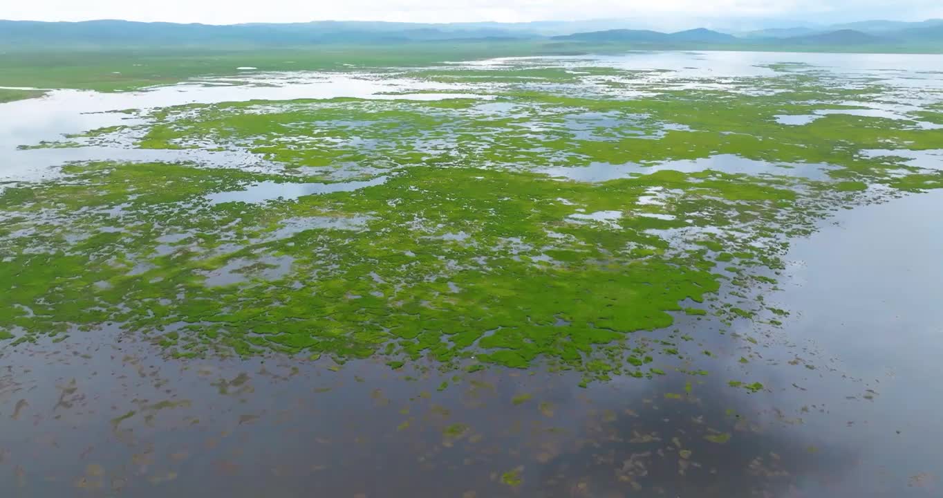 航拍夏季甘南碌曲县草原和湿地视频素材