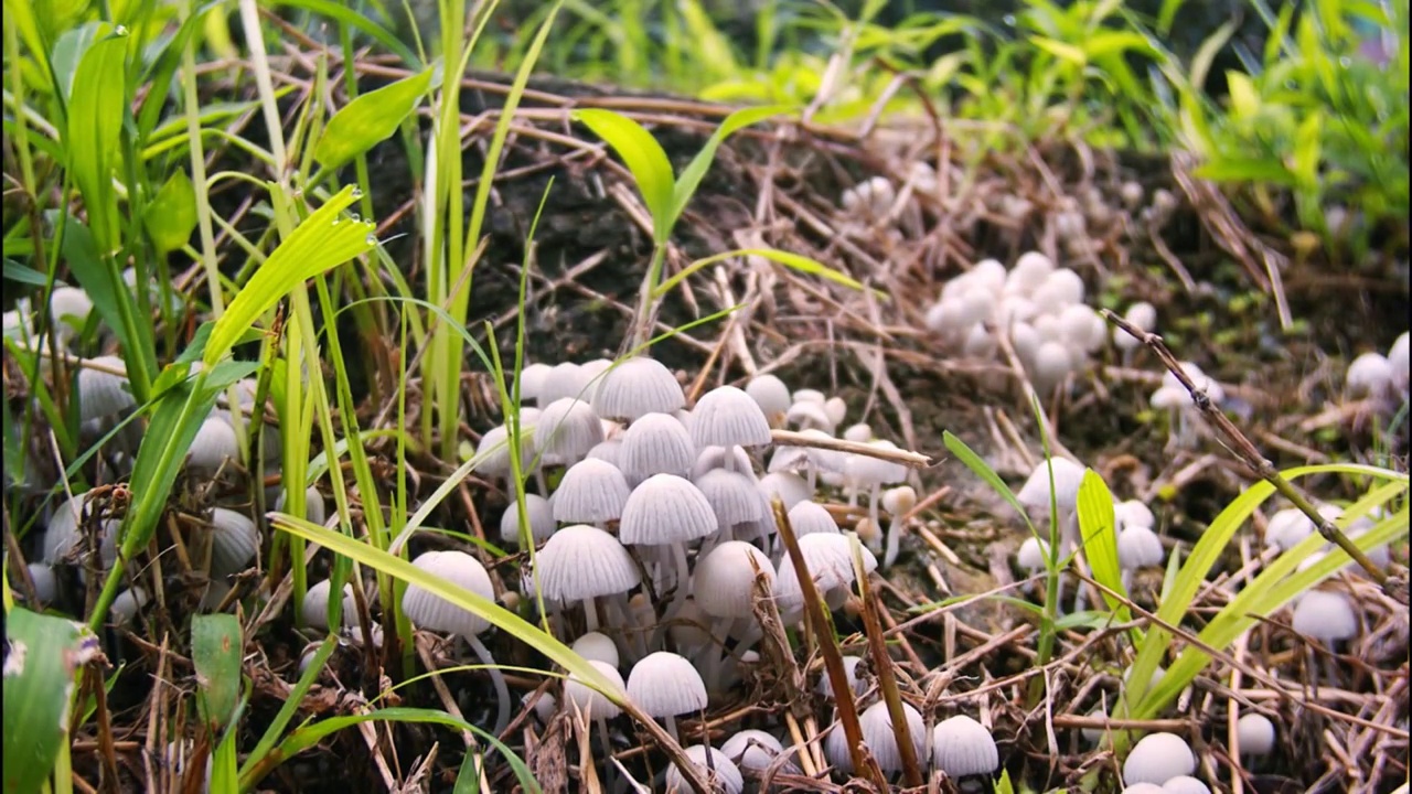 野生菌菇生长延时素材视频素材