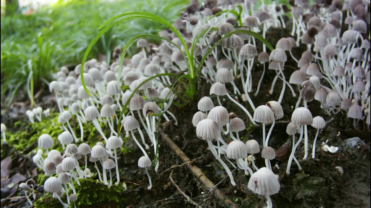 野生菌菇生长延时素材视频素材