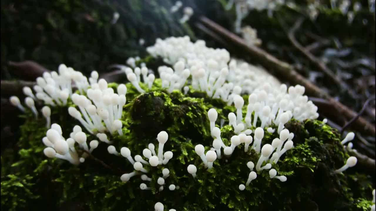 野生菌菇生长延时素材视频素材