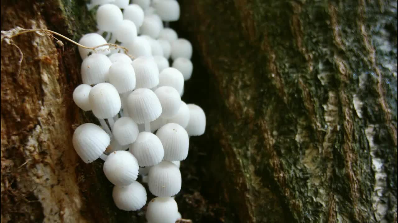 野生菌菇生长延时素材视频素材