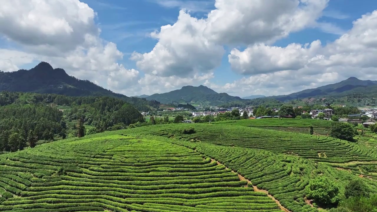 武夷山茶山梯田茶园视频素材