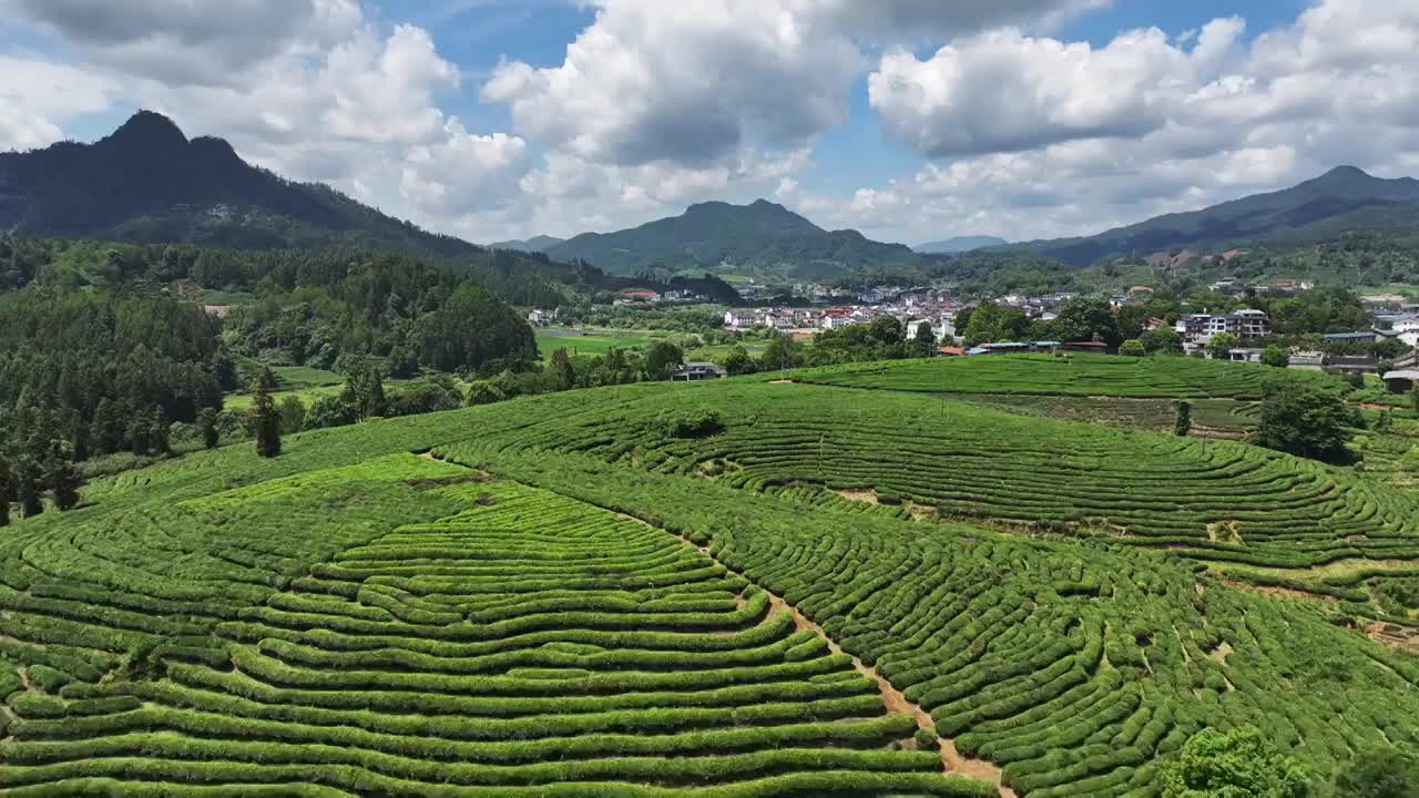 武夷山茶山梯田茶园视频素材