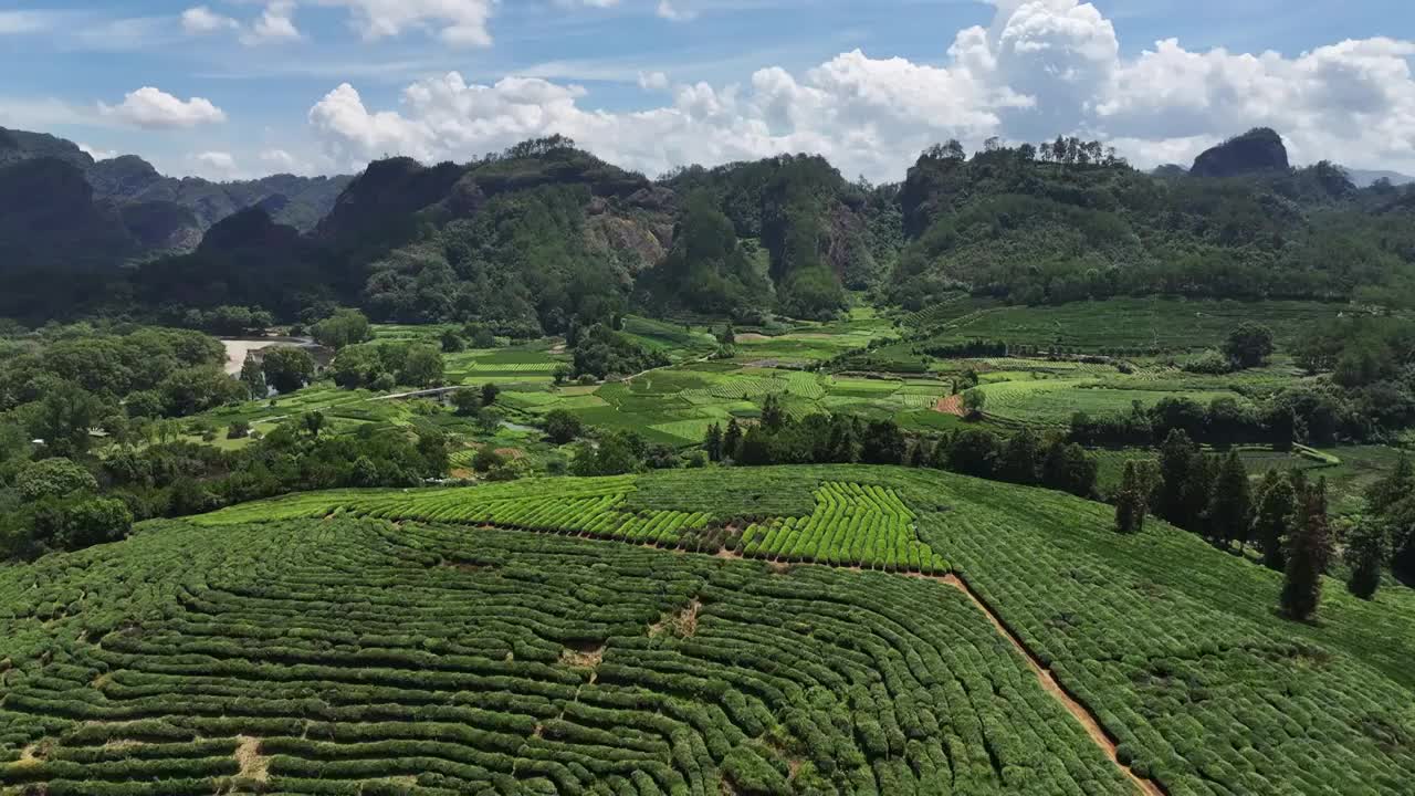 武夷山茶山梯田茶园视频素材