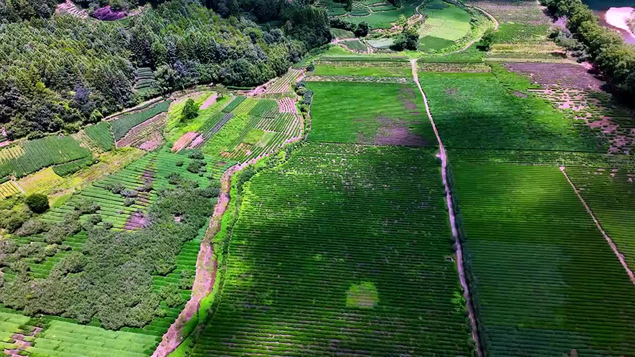 俯拍武夷山茶园 茶田视频素材