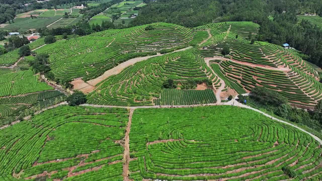 航拍武夷山绿色茶园 茶田视频素材