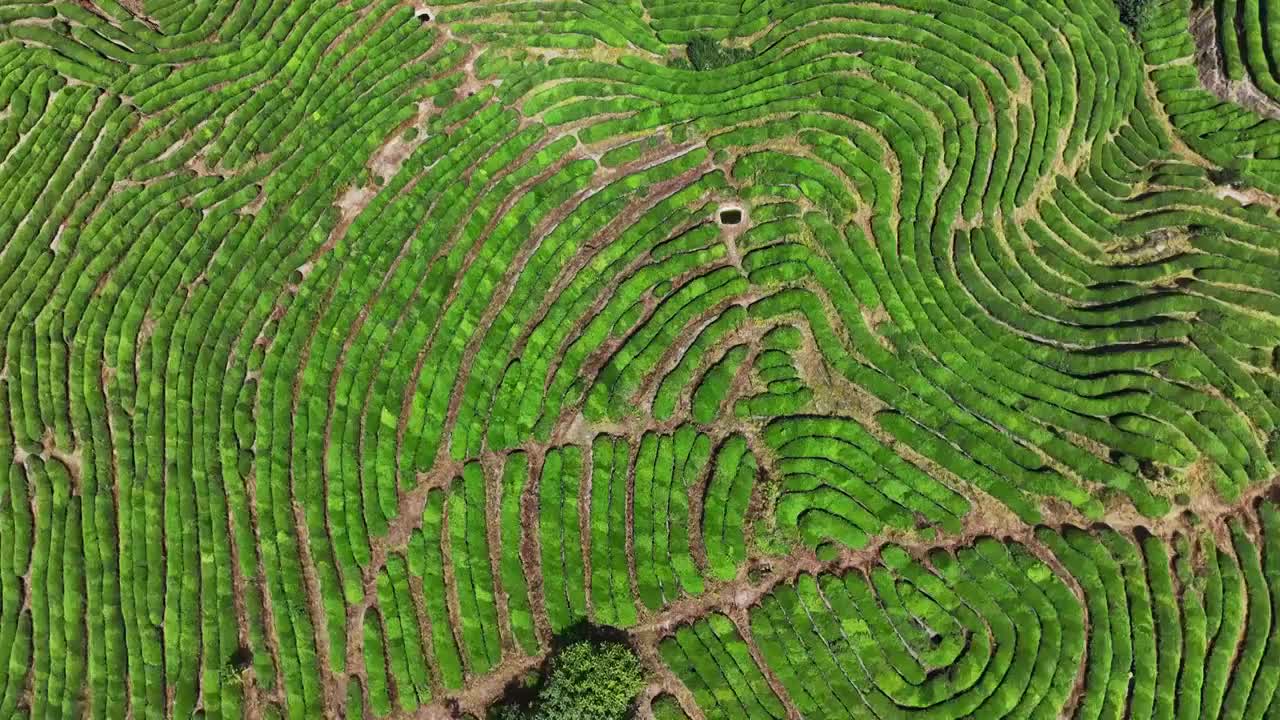 航拍武夷山绿色茶园 茶田视频素材