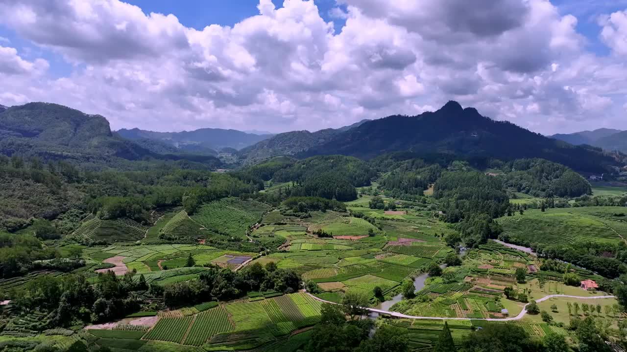 航拍武夷山绿色茶园 茶田视频素材