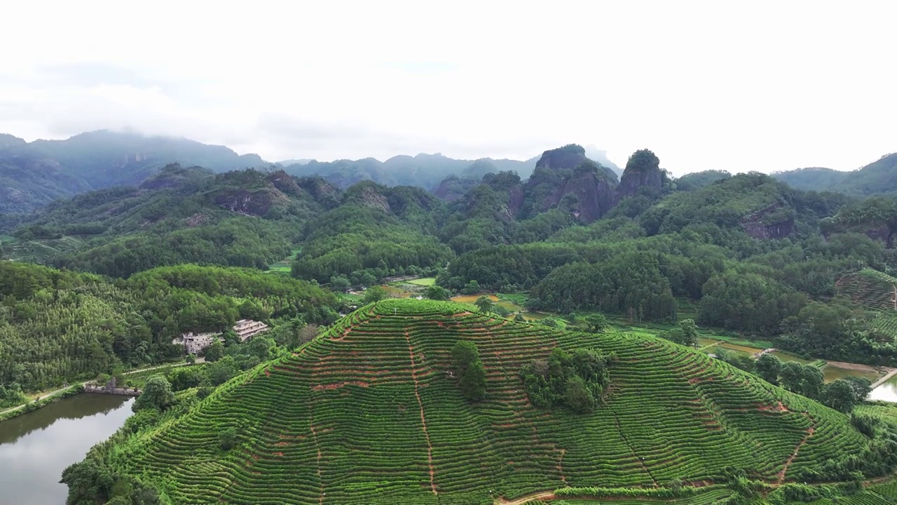 航拍武夷山绿色茶园 茶田视频素材