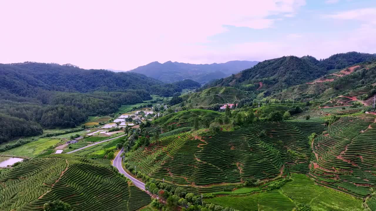 航拍武夷山绿色茶园 茶田视频素材