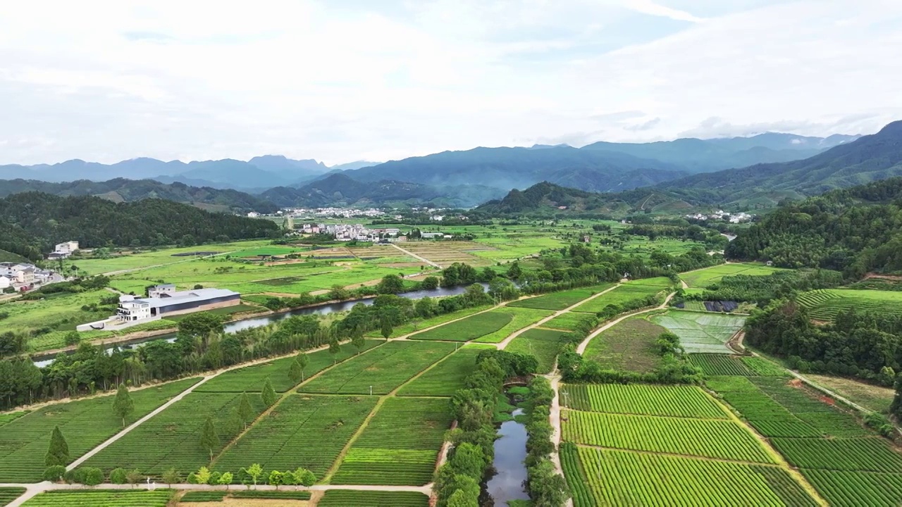 航拍武夷山绿色茶园 茶田视频素材