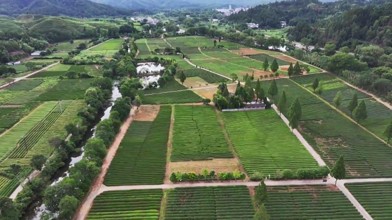 航拍武夷山绿色茶园 茶田视频素材