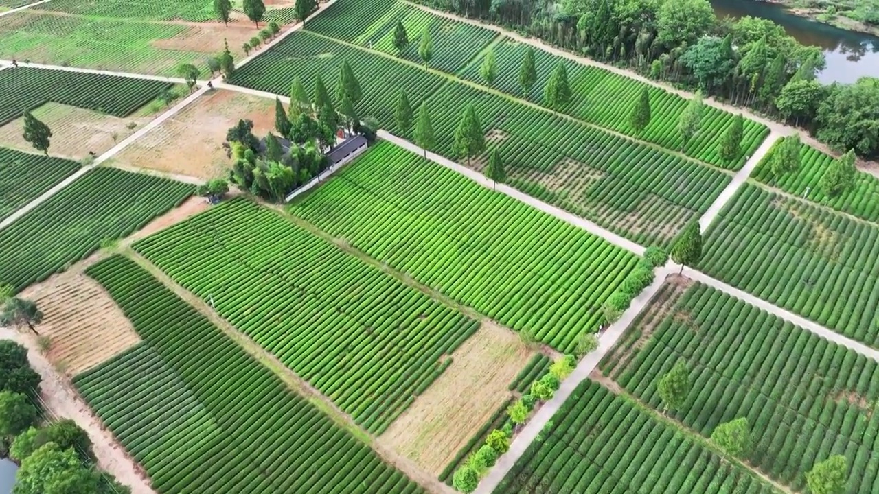 航拍武夷山绿色茶园 茶田视频素材