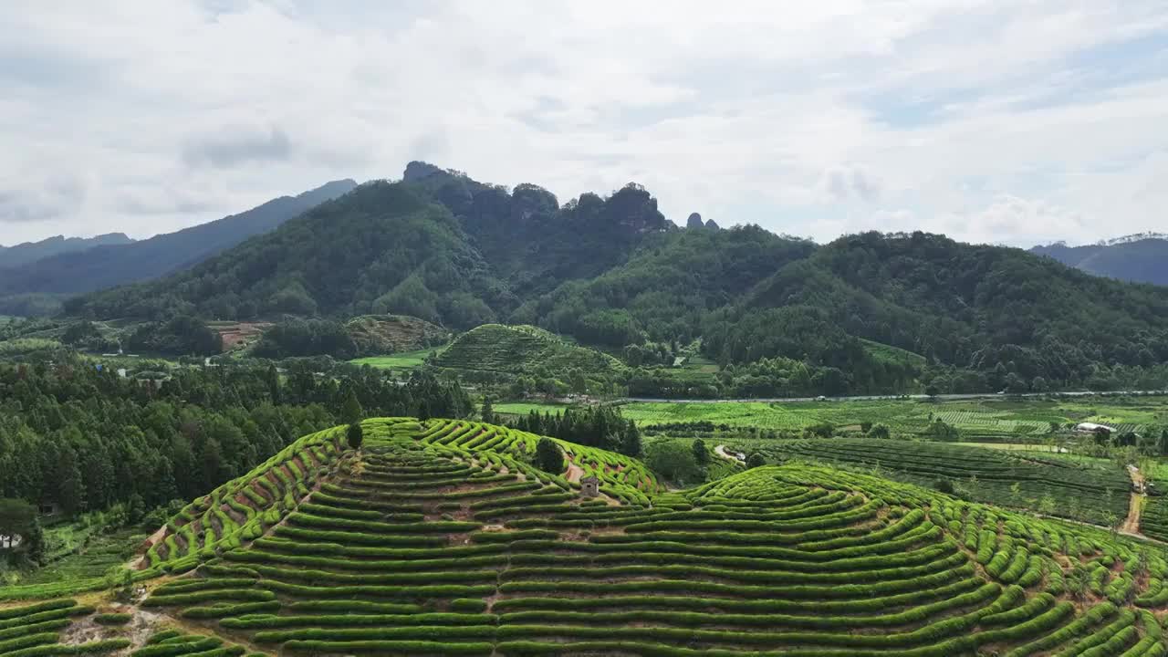 航拍武夷山绿色茶园 茶田视频素材