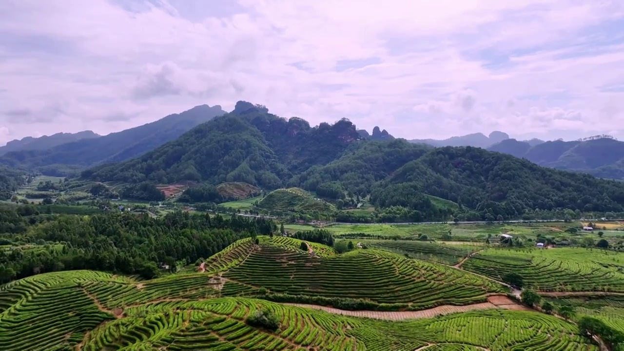 航拍武夷山绿色茶园 茶田视频素材