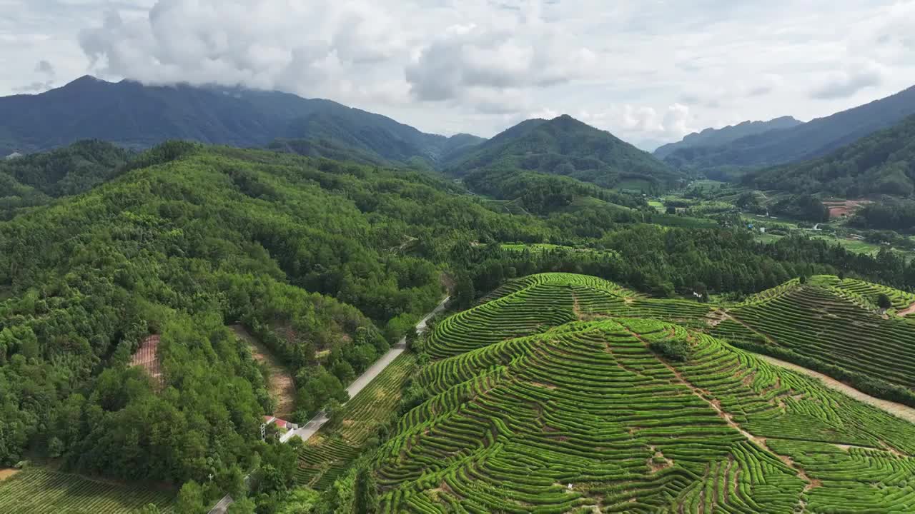 航拍武夷山绿色茶园 茶田视频素材