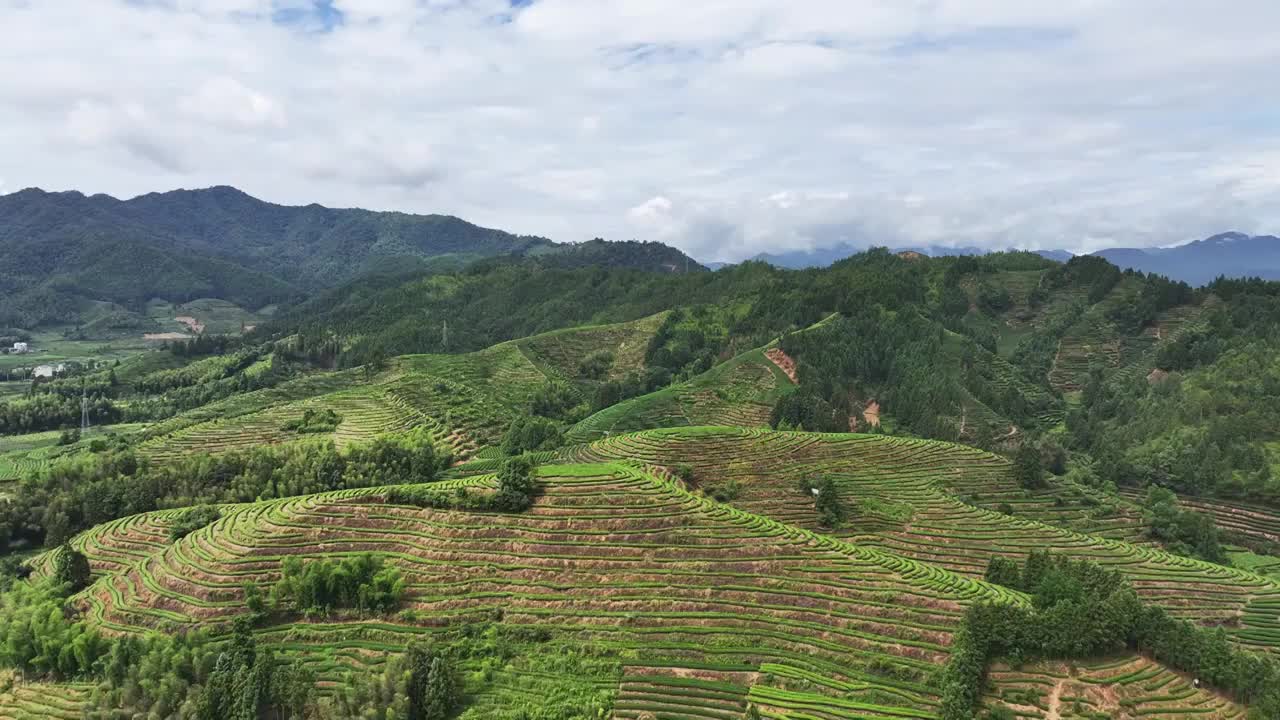 航拍武夷山绿色茶园 茶田视频素材