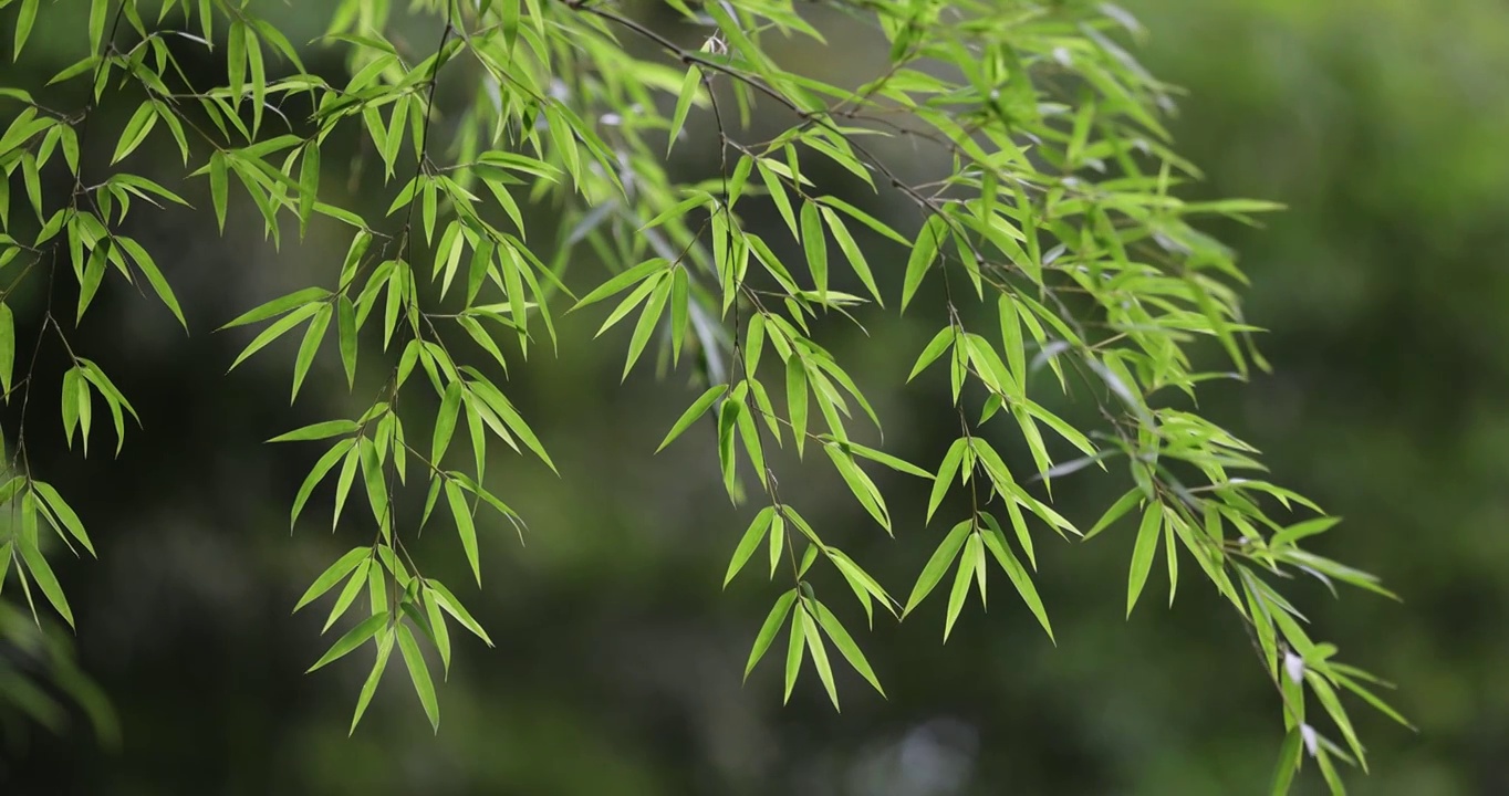 唯美竹林空镜 电影画质视频素材