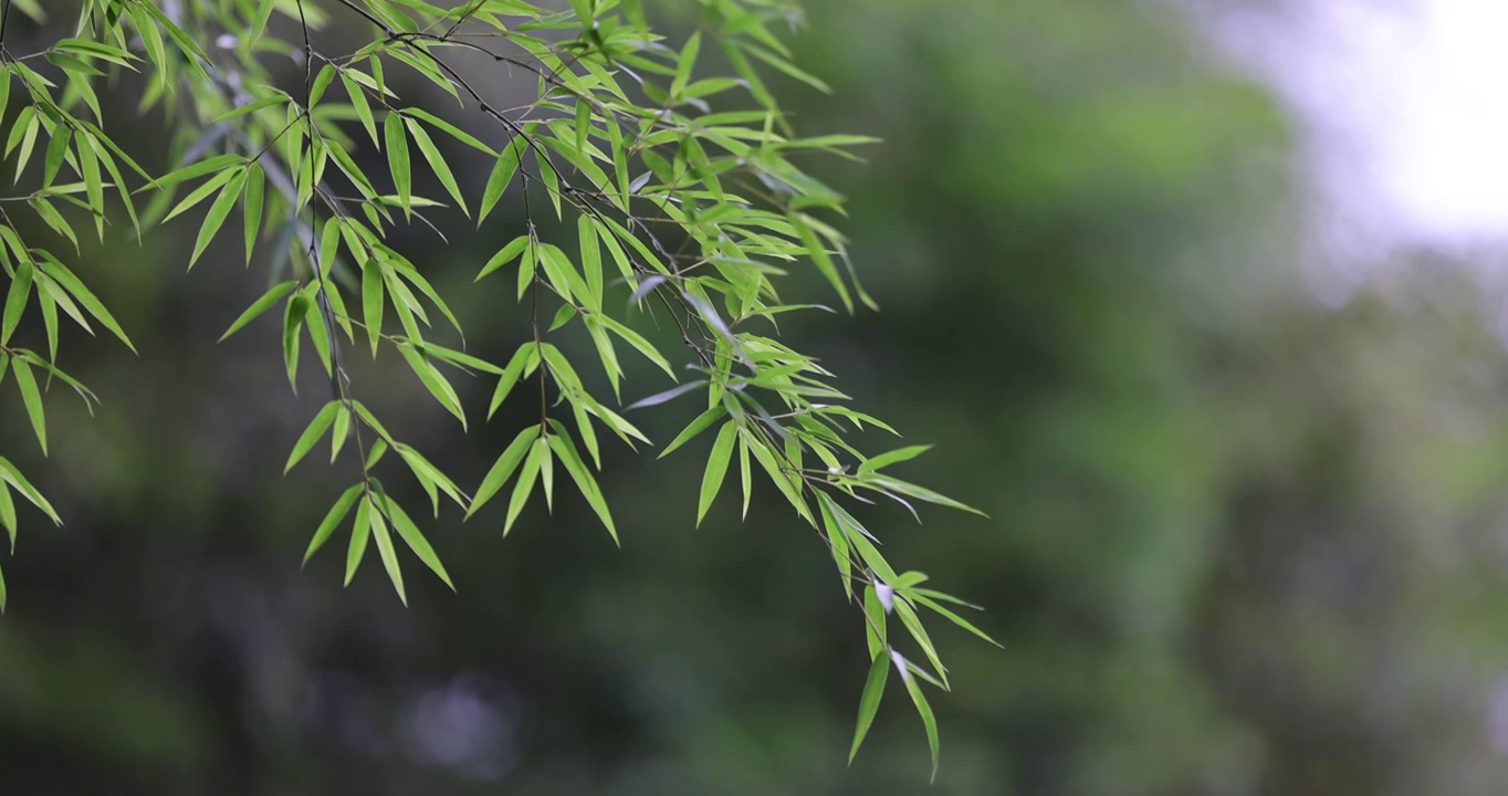 唯美竹林空镜 电影画质视频素材