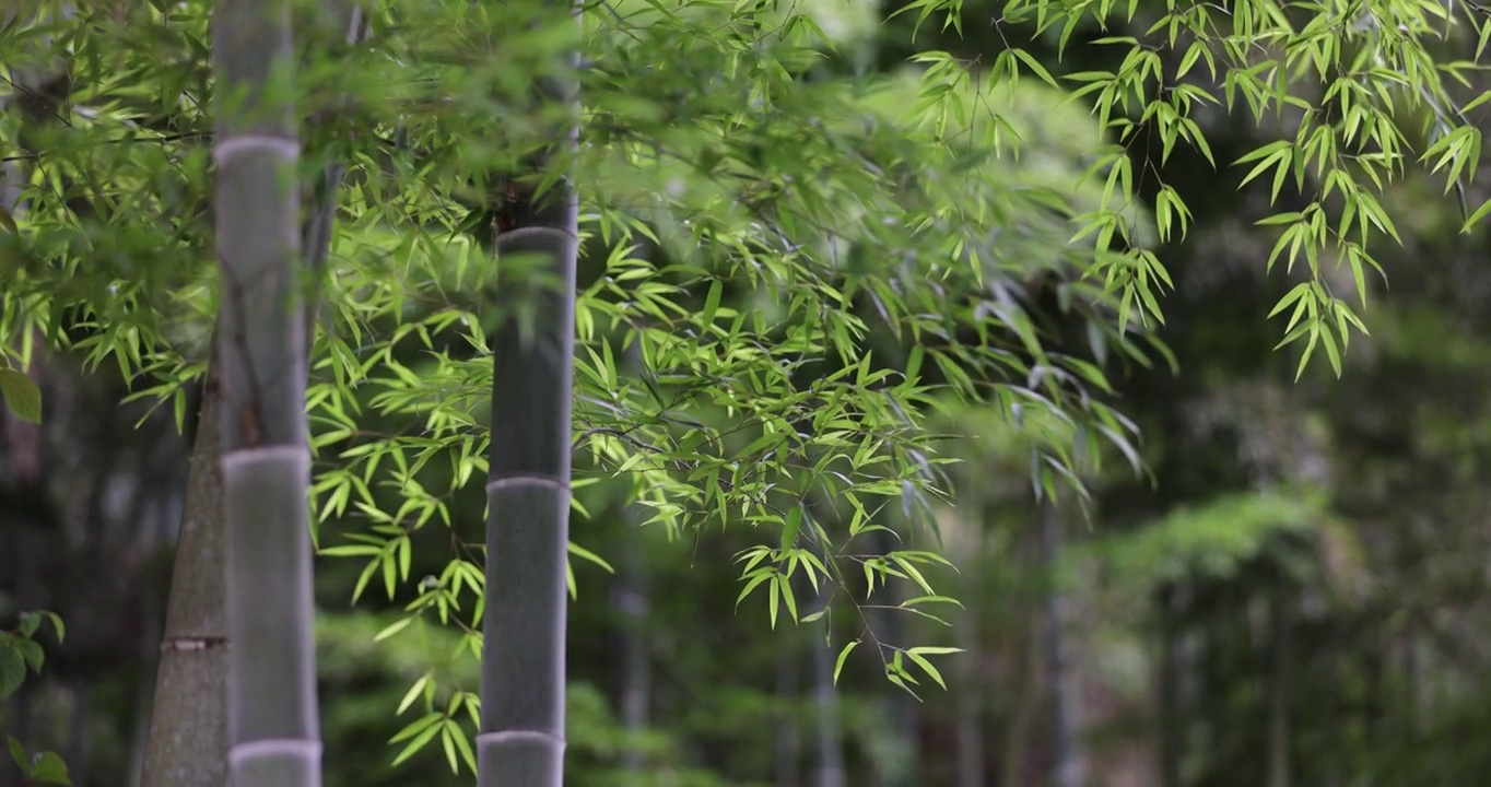 唯美竹林空镜 电影画质视频素材