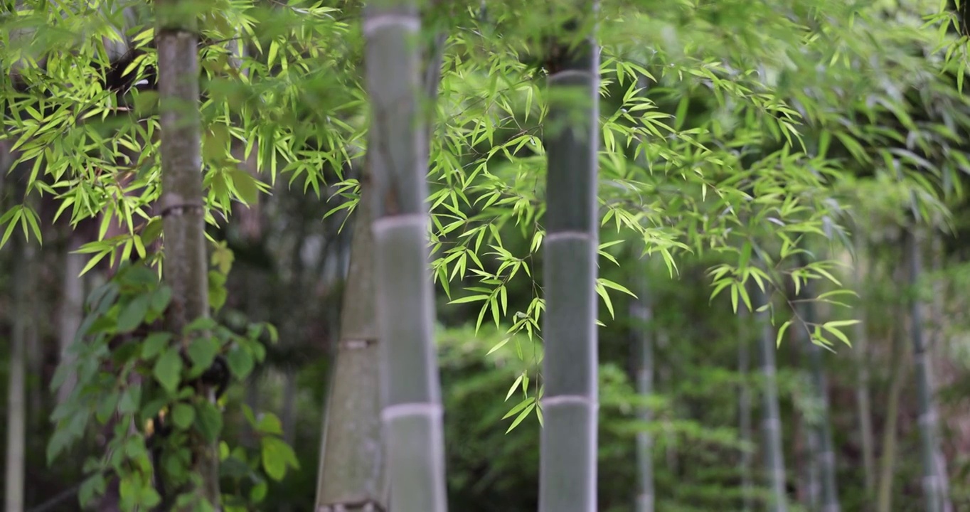 唯美竹林空镜 电影画质视频素材