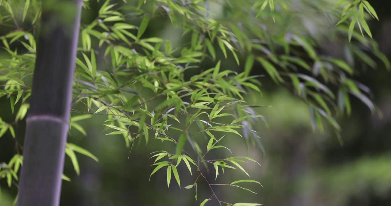 唯美竹林空镜 电影画质视频素材